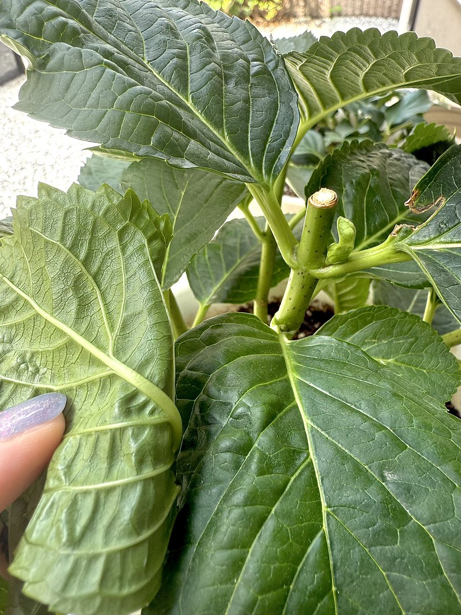 Hinali127's tweet photo. ホットチボリマーブル
葉っぱがいろんなところから芽吹いてる！
育てる喜び！！

新しいネイルギラギラ https://t.co/LG9IEIWFuD