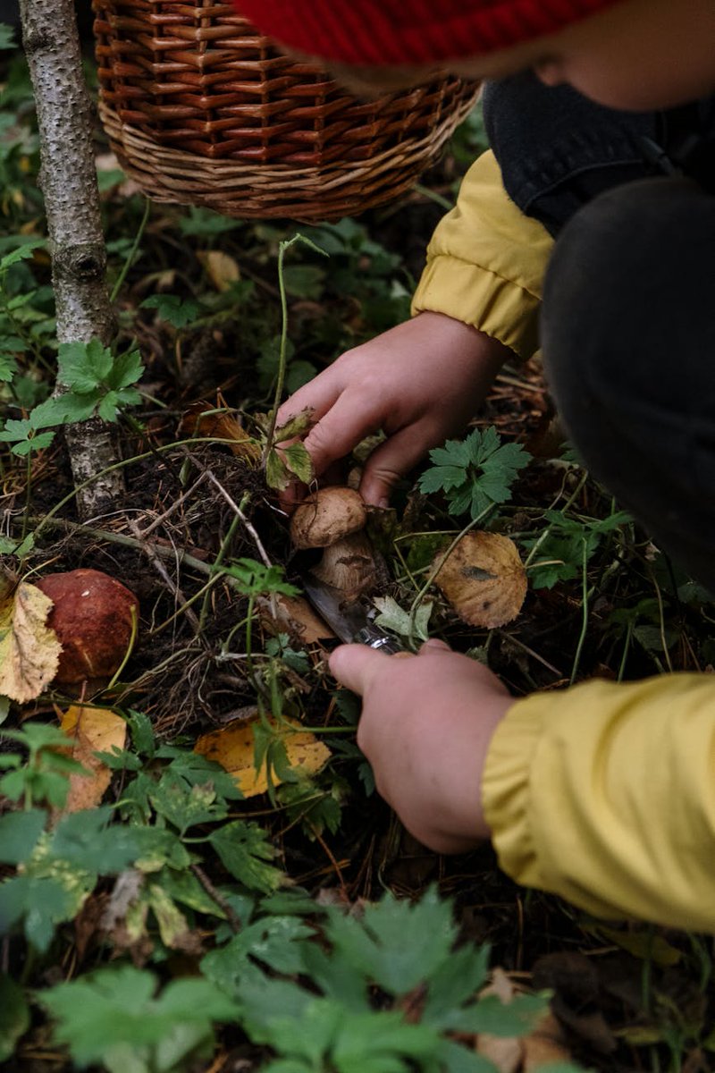 Michaela1340844's tweet image. Just found a patch of golden chanterelles in the forest!��Perfect for a creamy pasta tonight. Always double-check your finds, folks! #MushroomForaging #WildEdibles #ForagingFun