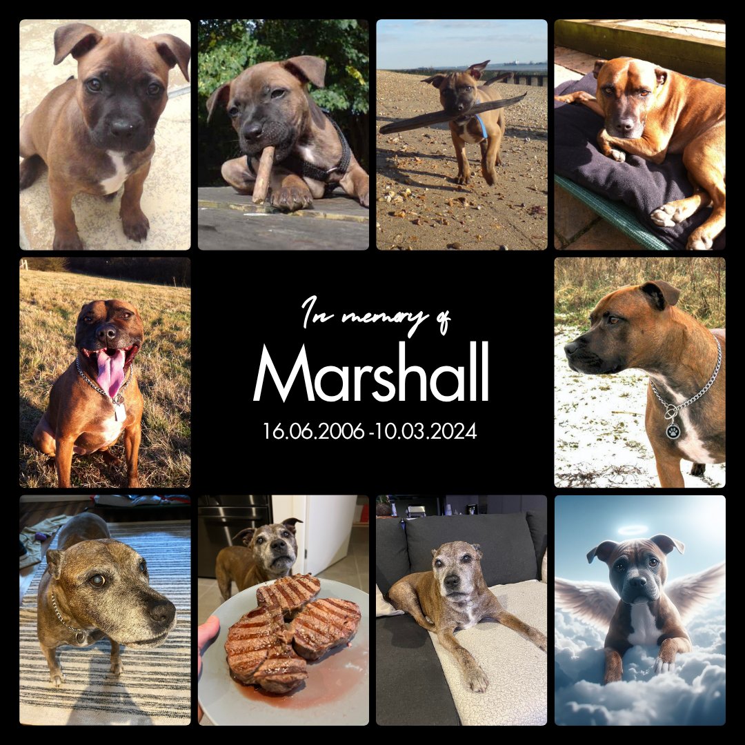 Happy Heavenly Birthday Marshall. 

I loved you for your whole life and I’ll miss you for the rest of mine.

Rest in peace sweet boy. Thinking of you always ❤️