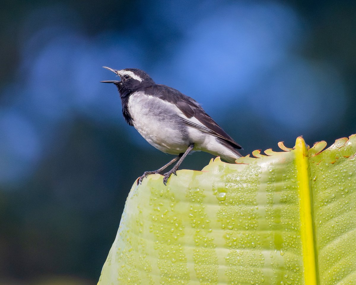 This bird’s got one message: Shake off those Monday blues and sing your own tune! Happy week ahead, folks #indiAves in frame #whitebrowedwagtail #birdphotography #birdwatching