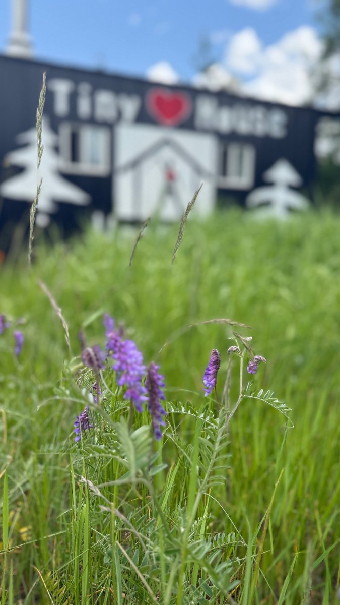 Meanwhile at #TinyHouseWarriors