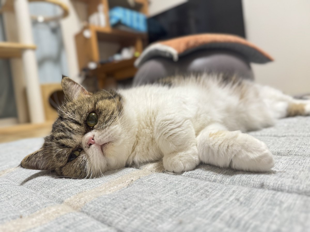 1カメ2カメ3カメブブ