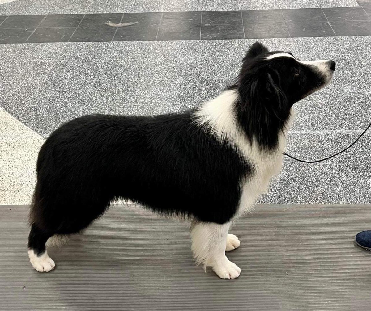 Happy father’s day to my papa Shocker!!! 

People always say how much I look like him 🥰. (I have more white fur 😉)