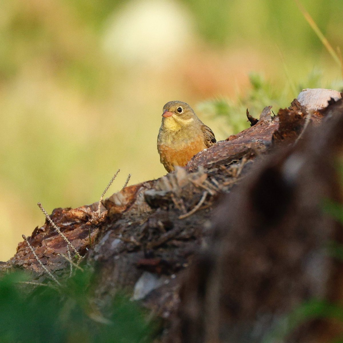 SgDav63's tweet image. Well worth the early start today - the female Ortolan Bunting gave lovely views, and was even collecting nesting material!