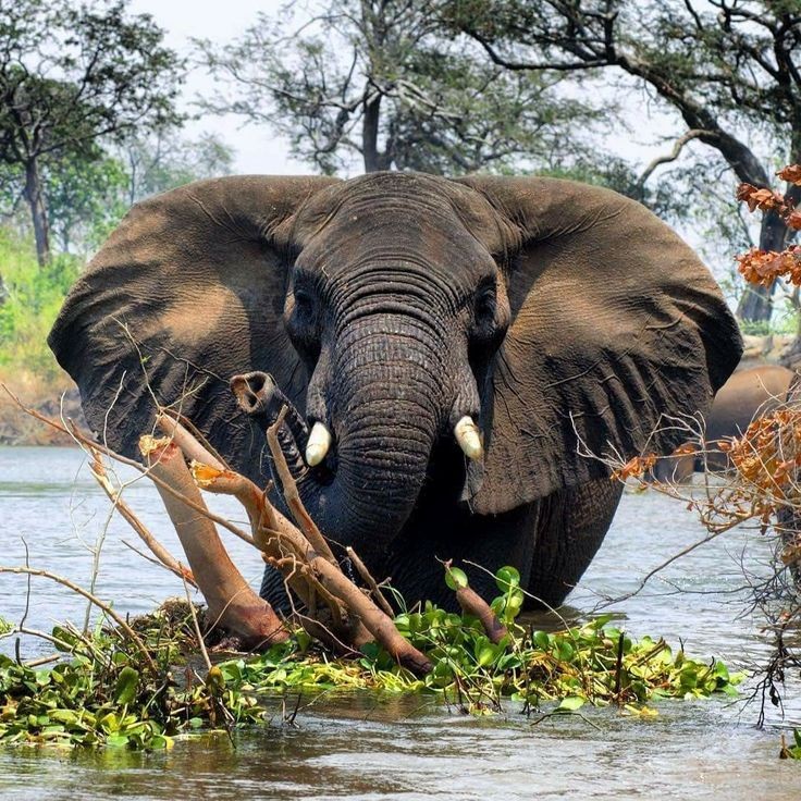♥️Every day is my 
🐘 #WorldElephantDay 
🐘 #YearOfTheElephant2025
🌍 #LetAfricaLive 🐘

📸 Unknown photographer