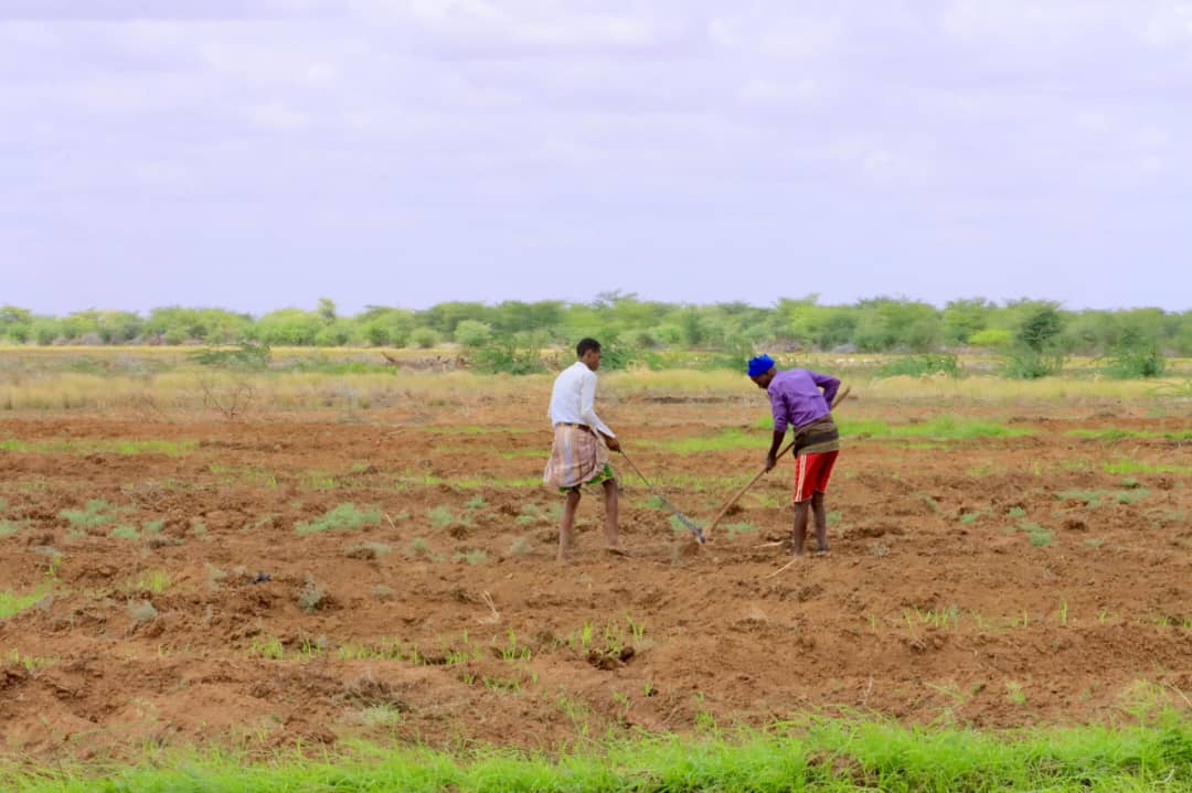 SomRePOfficial's tweet image. A high-level delegation of Directors General and technical staff from the Federal Government and Jubaland State of Somalia—representing key ministries including Planning, Agriculture, Livestock, Social Affairs, Water, Commerce, SoDMA, and Environment—are in Dollow to monitor the…