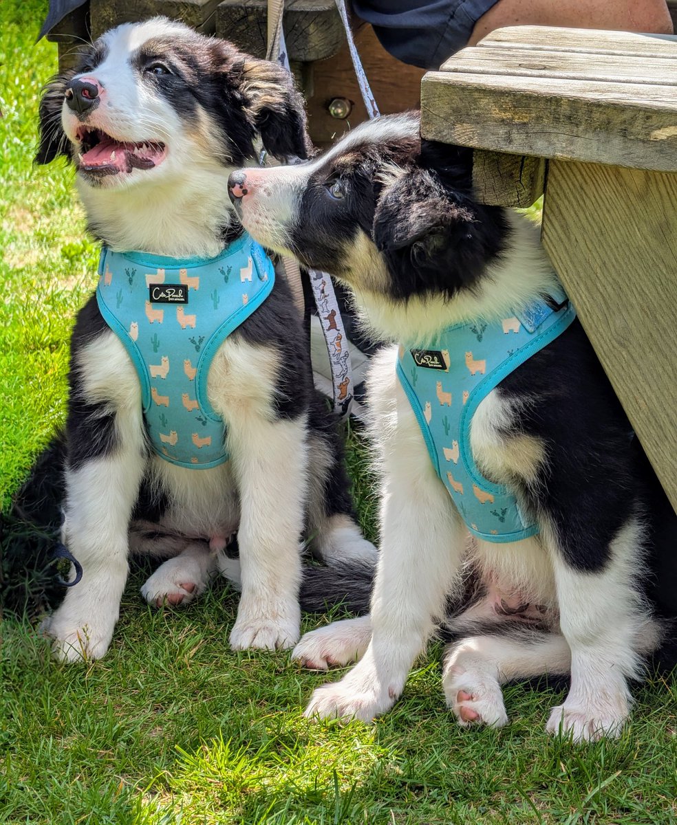 Lovely weekend in Hampshire where we discovered the wonderful <a href="/FlowerPotsBrew/">The Flower Pots Inn & Brewery</a> pub at Cheriton, near Alresford. I highly recommend the Cheriton Porter and the Perridge Pale 🍺