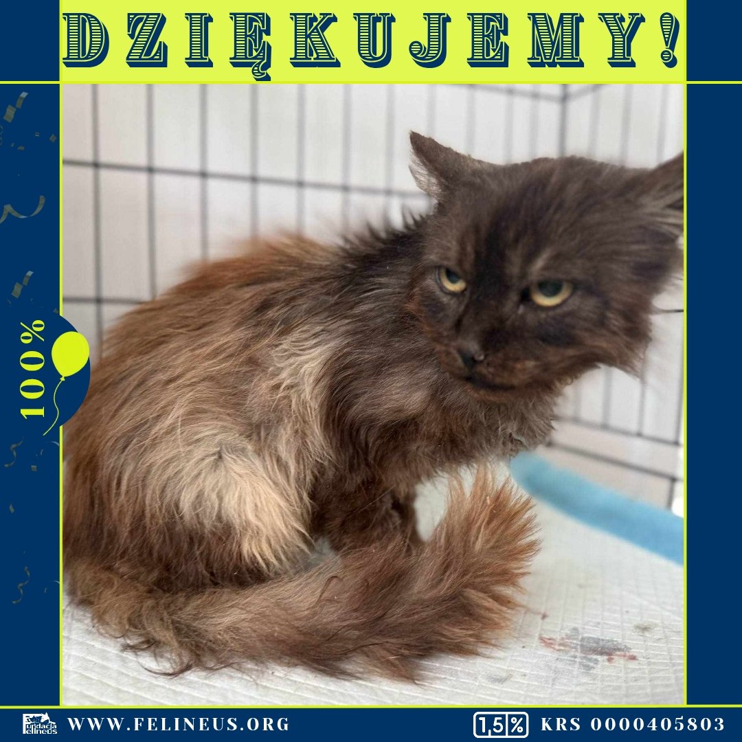 Fᴜɴᴅᴀᴄᴊᴀ Fᴇʟɪɴᴇᴜs (@f_felineus) on Twitter photo Dziękujemy za pomoc dla Gloriana. Dzięki Wam udało się zebrać 100% potrzebnej kwoty. Niestety Glorian wciąż choruje. Ale mamy nadzieję, że nie długo wróci do pełni sił i znajdzie nowy dom.
Dla przypomnienia historii podsyłamy link do zbiórki:
ratujemyzwierzaki.pl/glorian-feline…
<a href="/Helciunia/">ℋℳ Helena Morgan</a> Dziękujemy za pomoc dla Gloriana. Dzięki Wam udało się zebrać 100% potrzebnej kwoty. Niestety Glorian wciąż choruje. Ale mamy nadzieję, że nie długo wróci do pełni sił i znajdzie nowy dom.
Dla przypomnienia historii podsyłamy link do zbiórki:
ratujemyzwierzaki.pl/glorian-feline…
<a href="/Helciunia/">ℋℳ Helena Morgan</a>