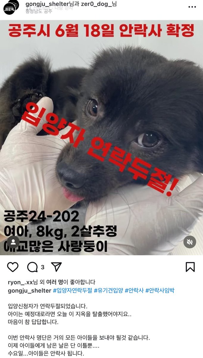 입양자 연락두절되어 안락사 명단에 올랐습니다. 공주 보호소 이번에 안락사명단 아이들 대부분 죽을 것 같대요. 공주보호소 관심부탁드립니다

instagram.com/p/DK81f29T8Kh/…