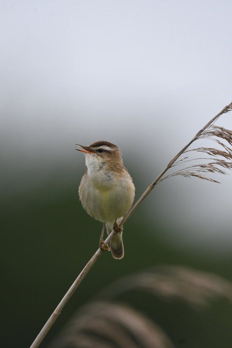 Sedge Warbler 
Bude Cornwall 〓〓
#Bude #Cornwall 
#SedgeWarbler