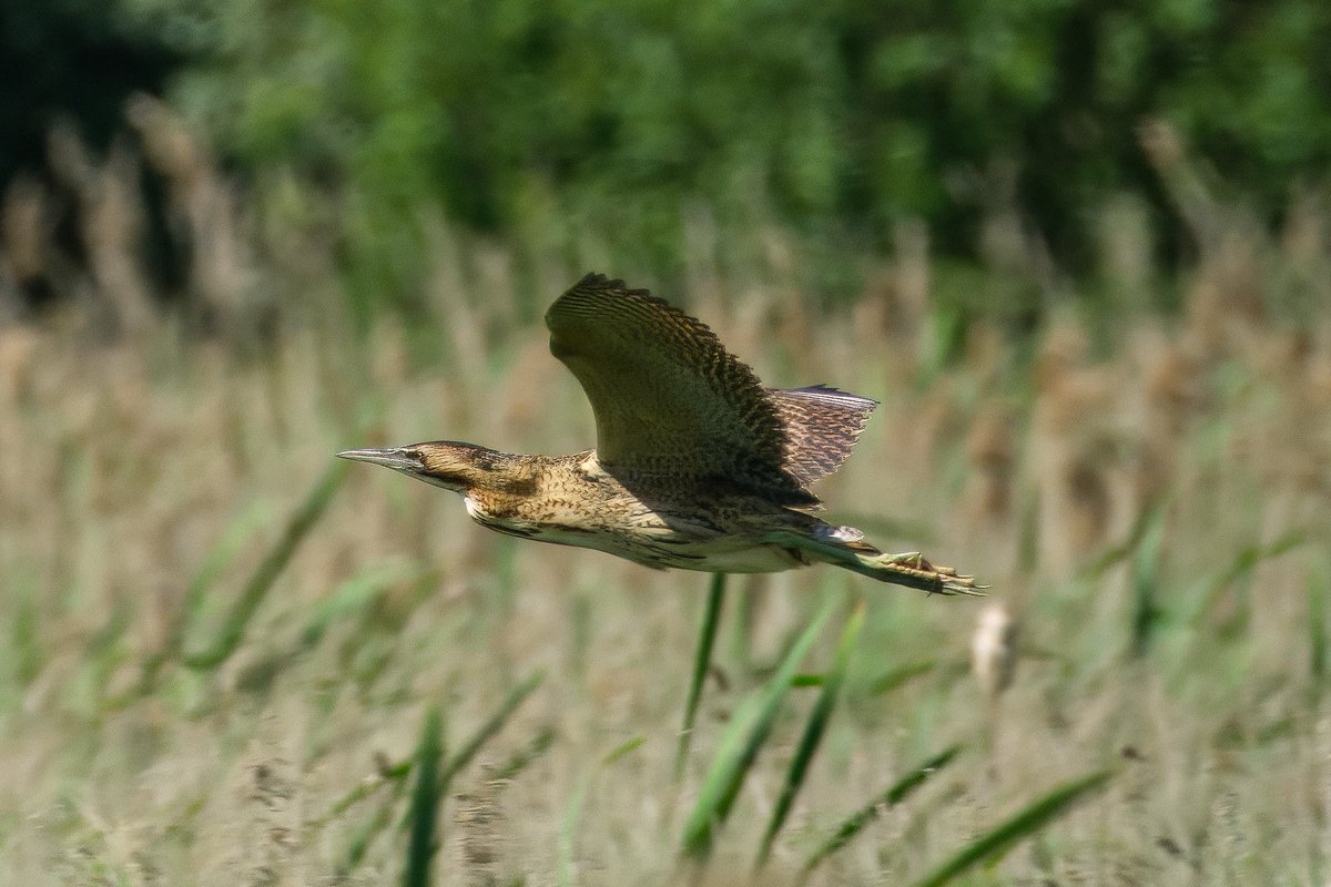 Nigel (@nigelgutgenug) on Twitter photo Cracking Bitterns at Burwell Fen, 8 flying views of at least 3 separate birds.
Stonking walk.
<a href="/_BTO/">BTO</a> <a href="/CambsBirdClub/">Cambs Bird Club</a> <a href="/RSPBbirders/">RSPB Birders</a> <a href="/Natures_Voice/">RSPB</a>
#bto #rspb #cambsbirdclub #ukbirder #ukbirds #birdlover #bittern #birds Cracking Bitterns at Burwell Fen, 8 flying views of at least 3 separate birds.
Stonking walk.
<a href="/_BTO/">BTO</a> <a href="/CambsBirdClub/">Cambs Bird Club</a> <a href="/RSPBbirders/">RSPB Birders</a> <a href="/Natures_Voice/">RSPB</a>
#bto #rspb #cambsbirdclub #ukbirder #ukbirds #birdlover #bittern #birds