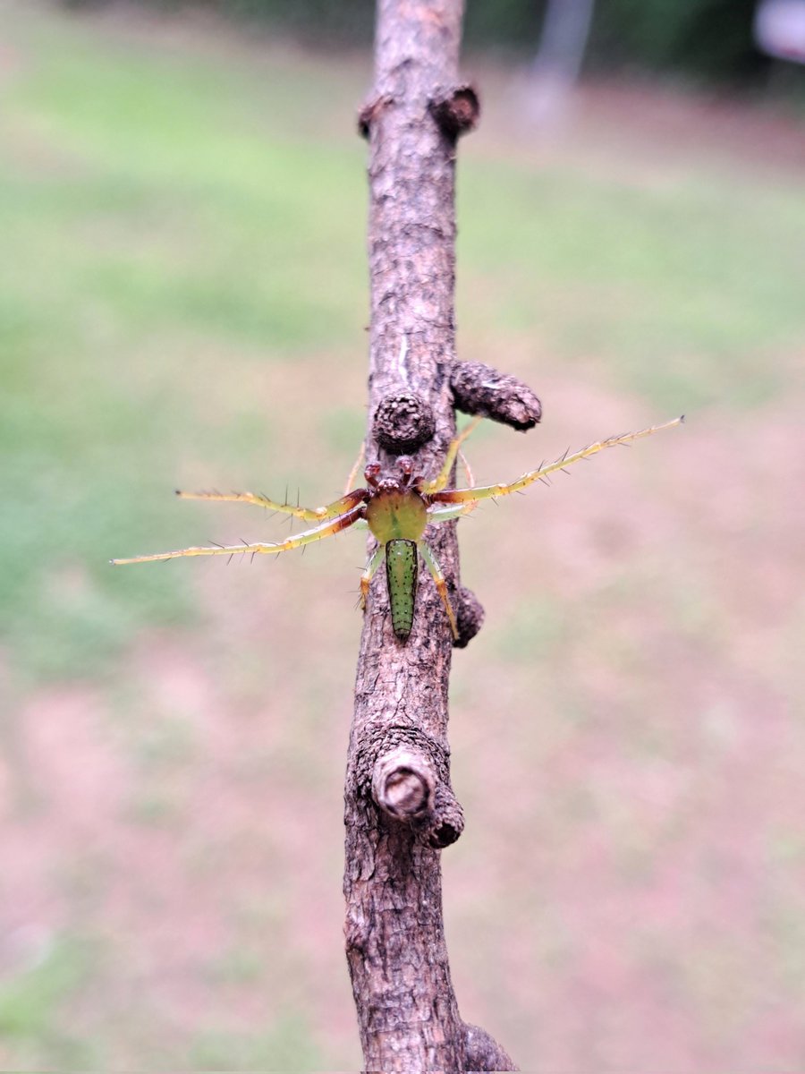 ワカバグモの雄もいた
いつ見てもかっこいいね