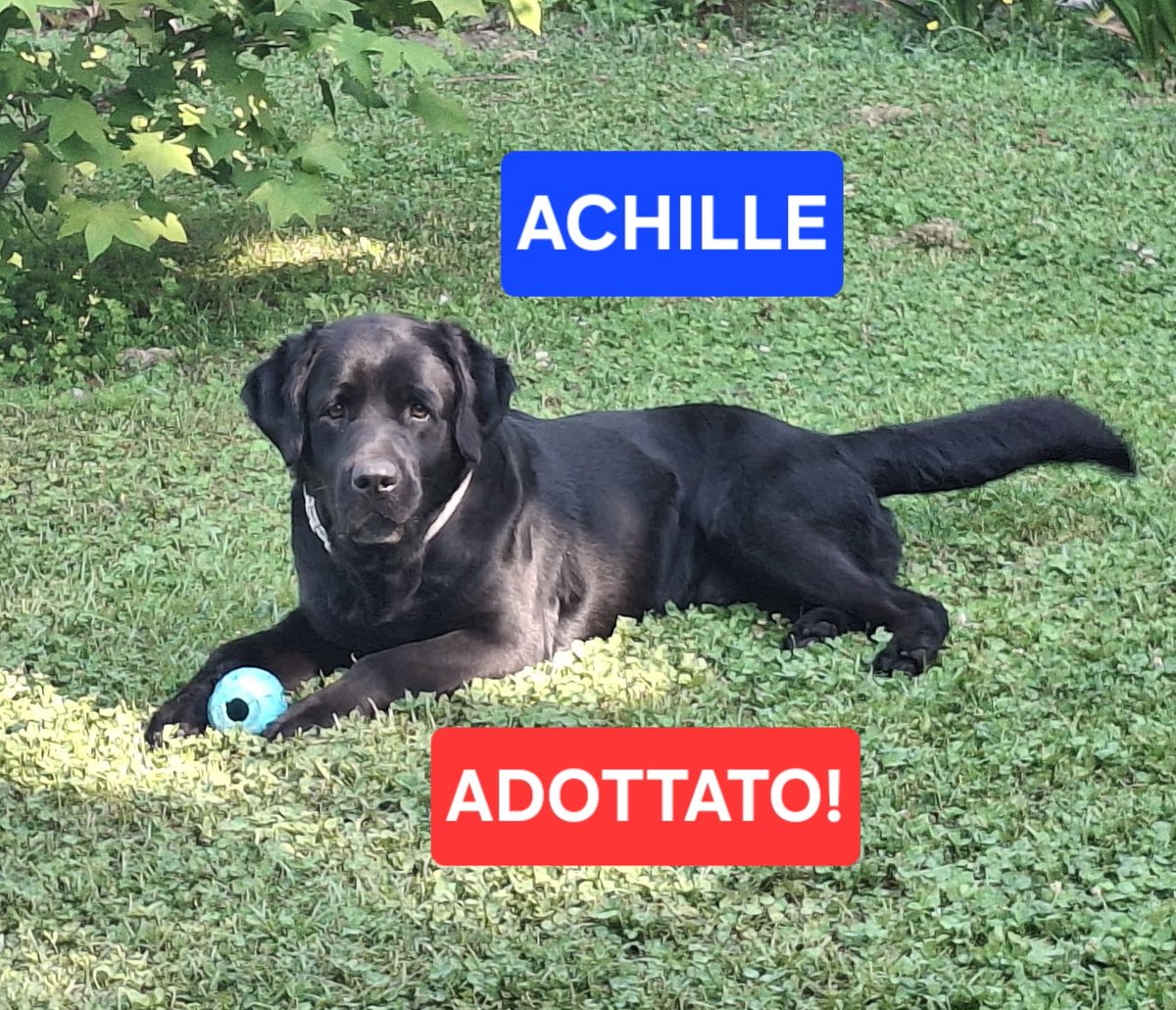 volaurentina's tweet image. È lunedì ma ci sono anche belle notizie, Achille è stato adottato da una bellissima famiglia!
Grazie a loro per averlo accolto nella loro casa e grazie a voi tutti per le preziose condivisioni. ❤️