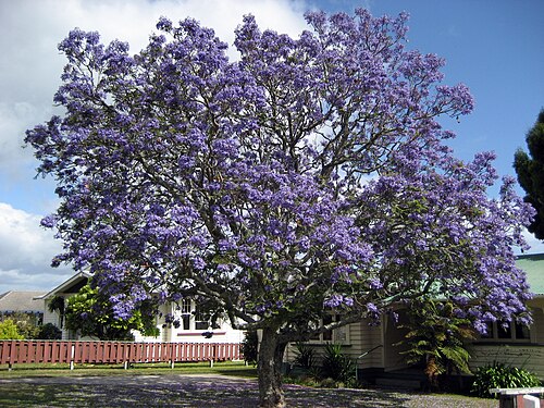 Tree of the Day: Jacaranda mimosifolia
Bursting with violet-blue blooms, the jacaranda paints entire streets purple in late spring. Native to South America.
