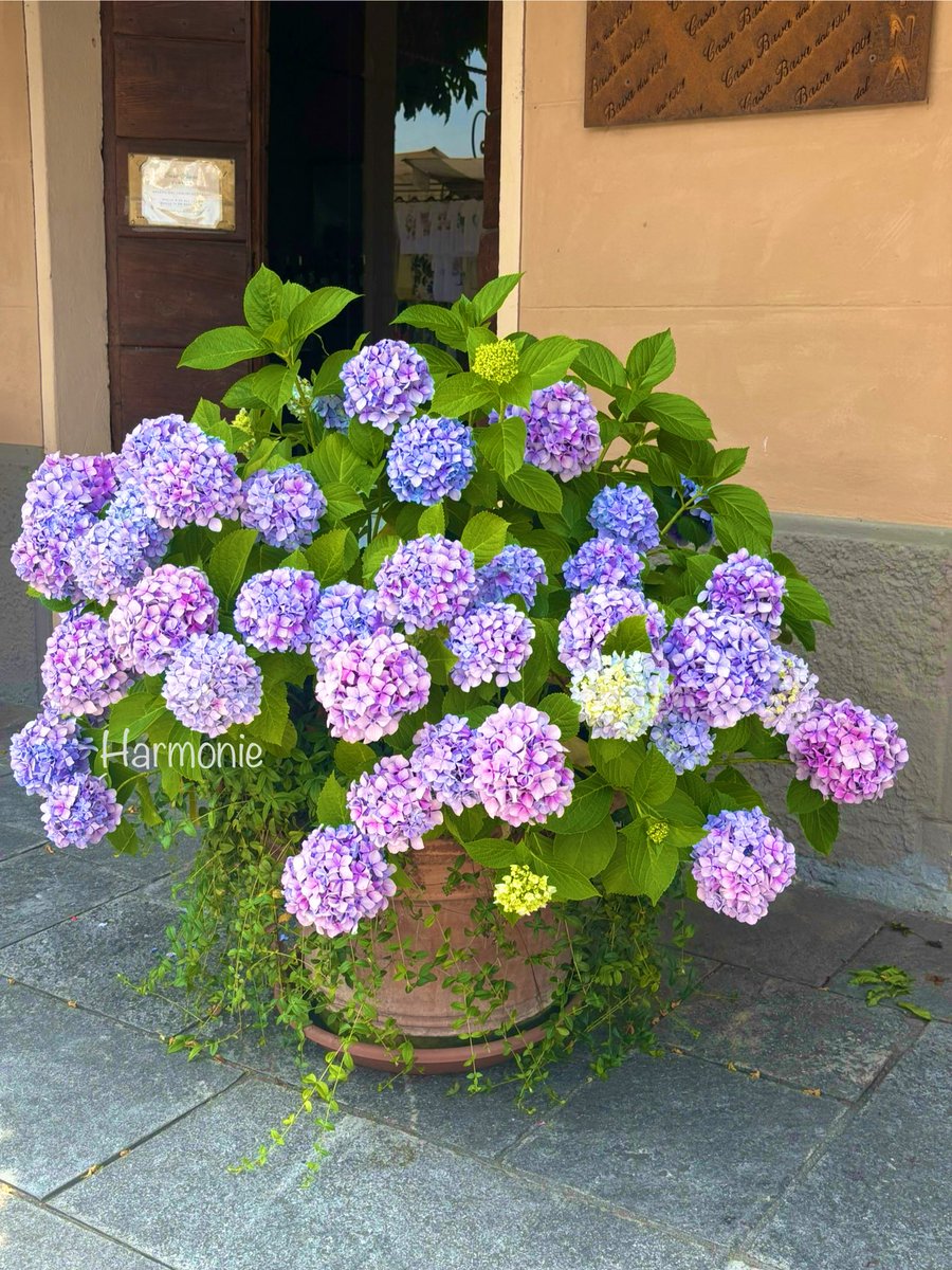 🌿💜🌿Wünsche euch eine gute neue 
                         Woche 🌿💜🌿