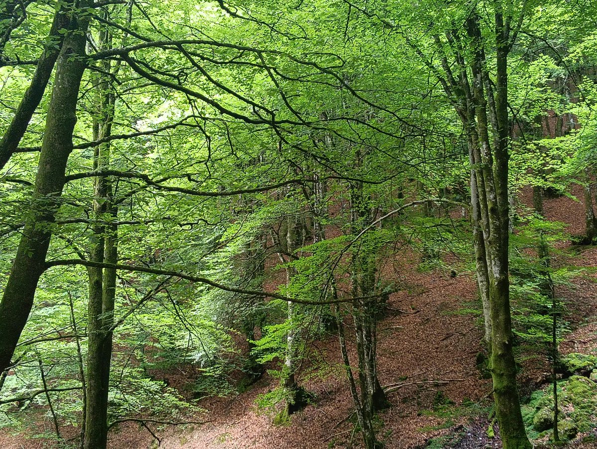 Banoa, pagadi berdeneen barrena
hosto bustiak ukitzen naute
adarretatik zintzilik
malkoak
haizeak, ur freskoa dakarkit aurpegira
eta honek
burutazioak eta kezkak
uxatzen laguntzen dit
edo gai izan naitekeela
edozeiñ zailtasunari
aurrea egiteko
jakiñe, hainbesten e

Egun on. 🌳