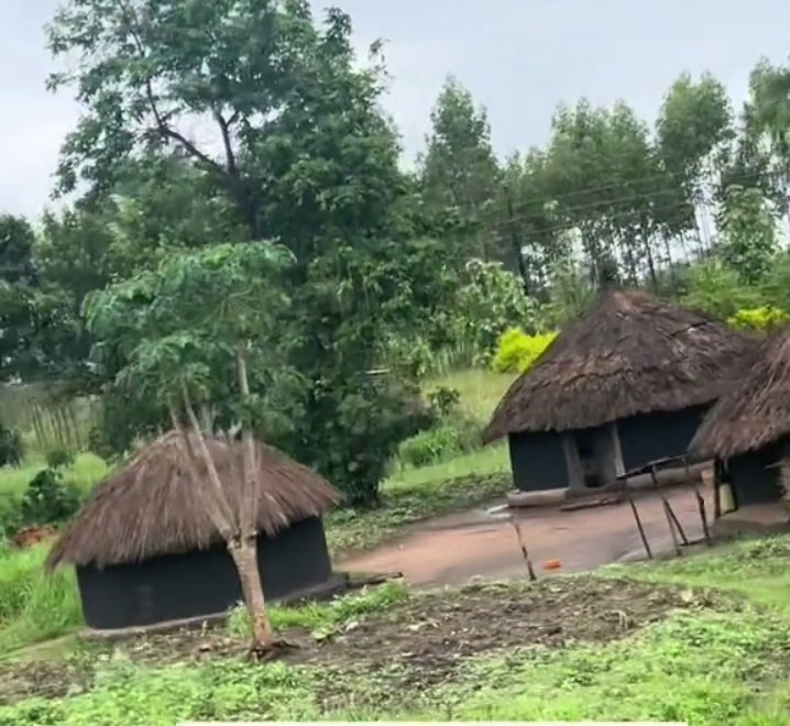 TimoGodsgiven's tweet image. The beautiful Lango homestead.I love the traditional grass-thatched huts and the vibrant colors of the local crafts. The warm hospitality of the Lango people makes every visit feel like home.The scenic landscapes and rich cultural heritage make it a truly unique and special place
