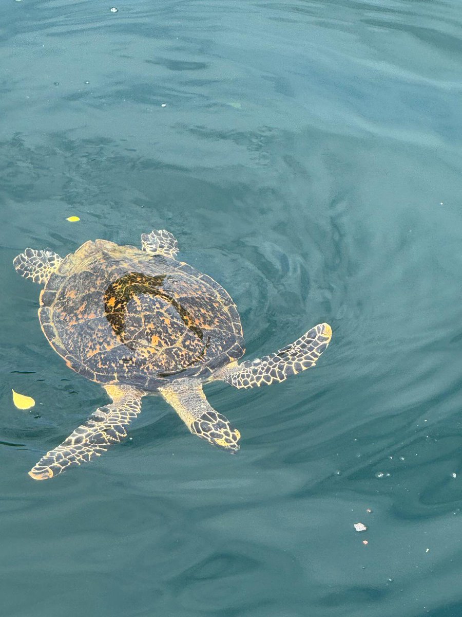 GermanyPacific's tweet photo. Happy #WorldSeaTurtleDay! 🐢 The #Pacific is home to 6 of the 7 sea turtle species on Earth 🌏 . From the majestic #leatherback to the tiny #hawksbill, they’re ancient mariners—some even older than dinosaurs 🦕 ! Let’s protect their nesting grounds. #TurtleTuesday https://t.co/0LA1Dvlfdc