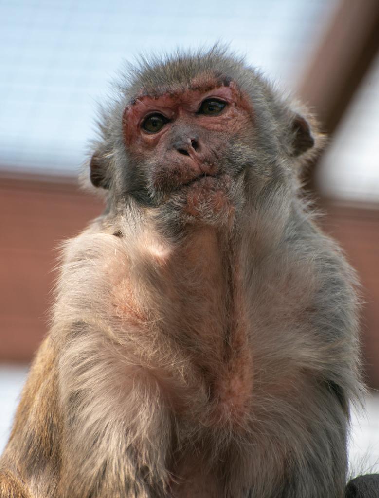 MonkeyIOW's tweet image. Tammy is definitely feeling that Monday vibe! 🫤
#backtowork #backtoschool #IsleofWight #mondayvibes
