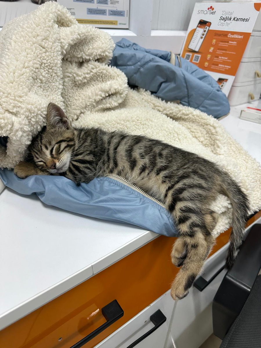 Veterinerin önünde araba çarpıyormuş az kalsın alıp kliniğe koymuşlar çok gariban yuva bulamazsa yine oralardan salınacak. Bir yuva mucizesi olur mu bu gariban tekir oğluşa 🥲
İstanbul