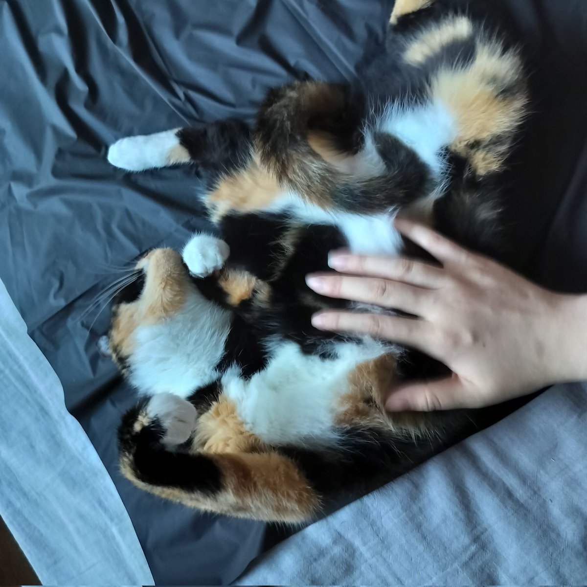 最近把猫接回身边一起生活了