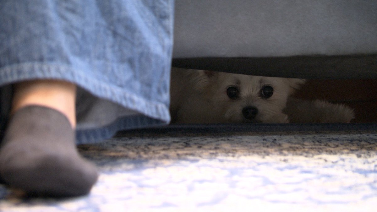 きょうのわんこ に登場してくれたのは「小夏」でした🐶 先代わんこ「風