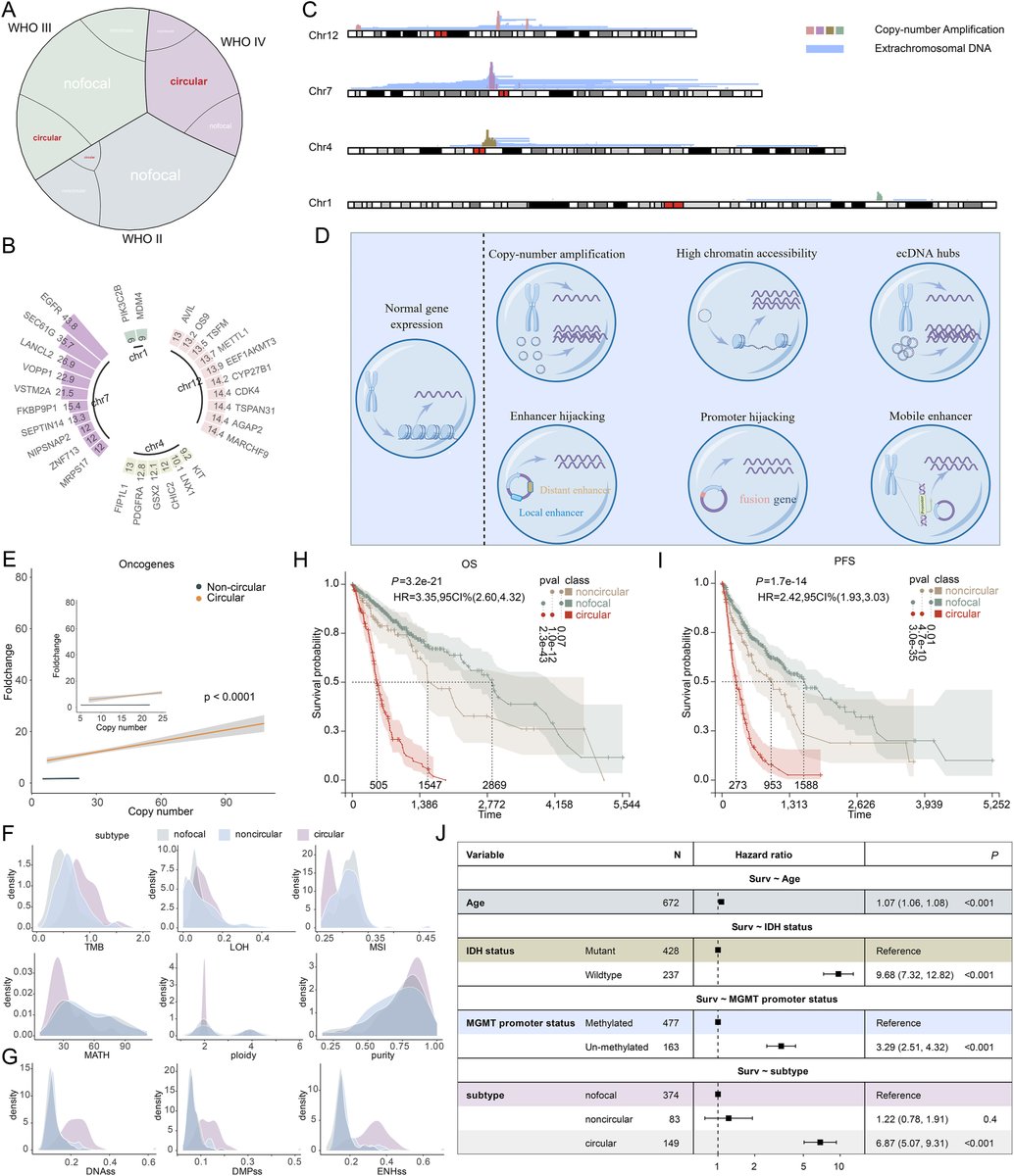 Highlight🧐#Extrachromosomal #DNA as a carrier of extra copies of #oncogenes for #heterogeneity and malignancy of #glioma. From Dr. Ye @ZhengzhouUniversity; <a href="/ELSpharma/">Elsevier Pharma</a>. 
sciencedirect.com/science/articl….