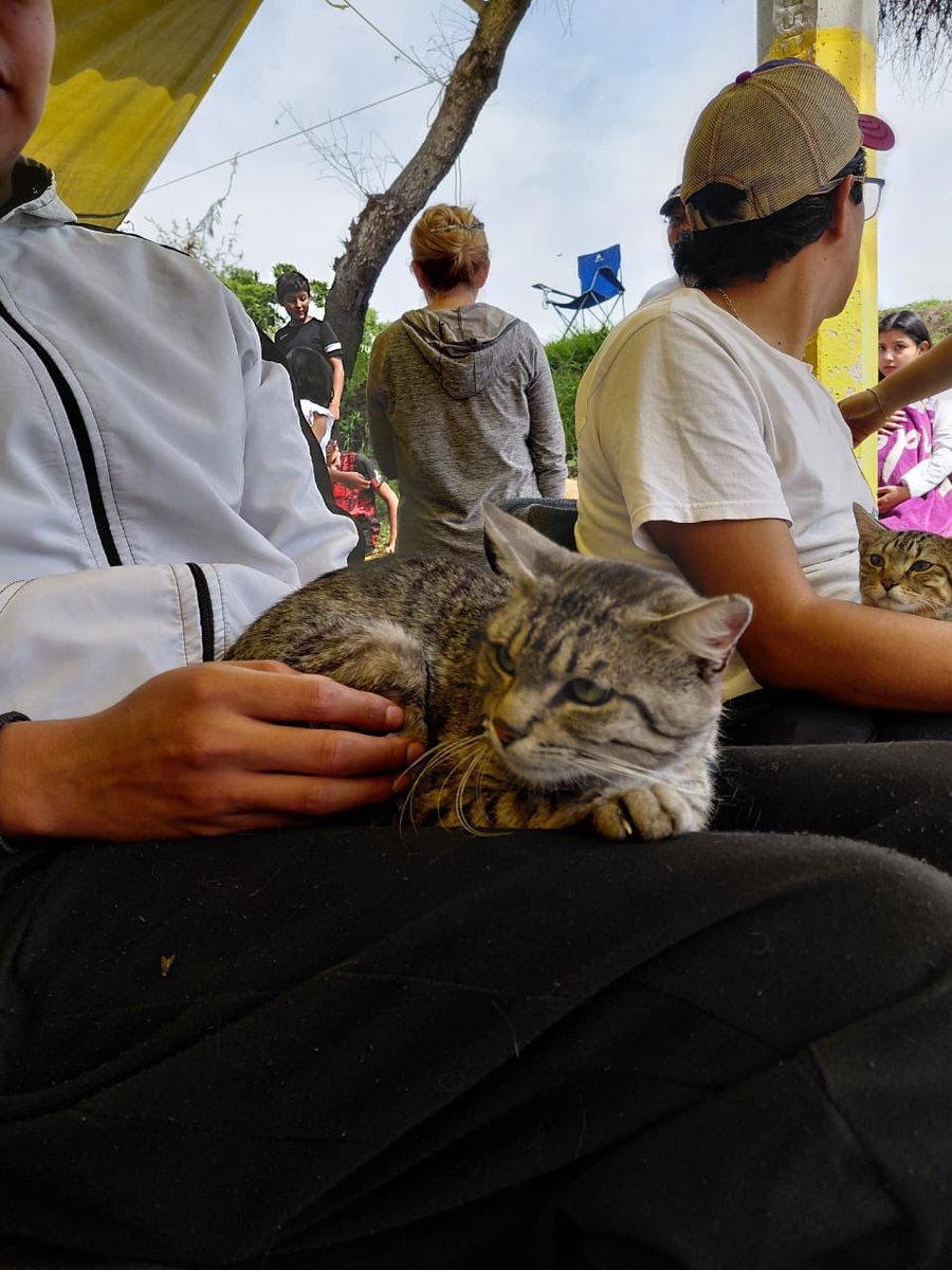 🐈🐕 Cuidando de los seres sintientes, tan solo durante mayo, reforzamos nuestra estrategia de bienestar animal:
✅ 8,125 vacunas antirrábicas aplicadas
✅ 879 mascotas desparasitadas
✅ 10 jornadas en colonias y juntas auxiliares
✅ 22 casos de maltrato y agresiones turnados