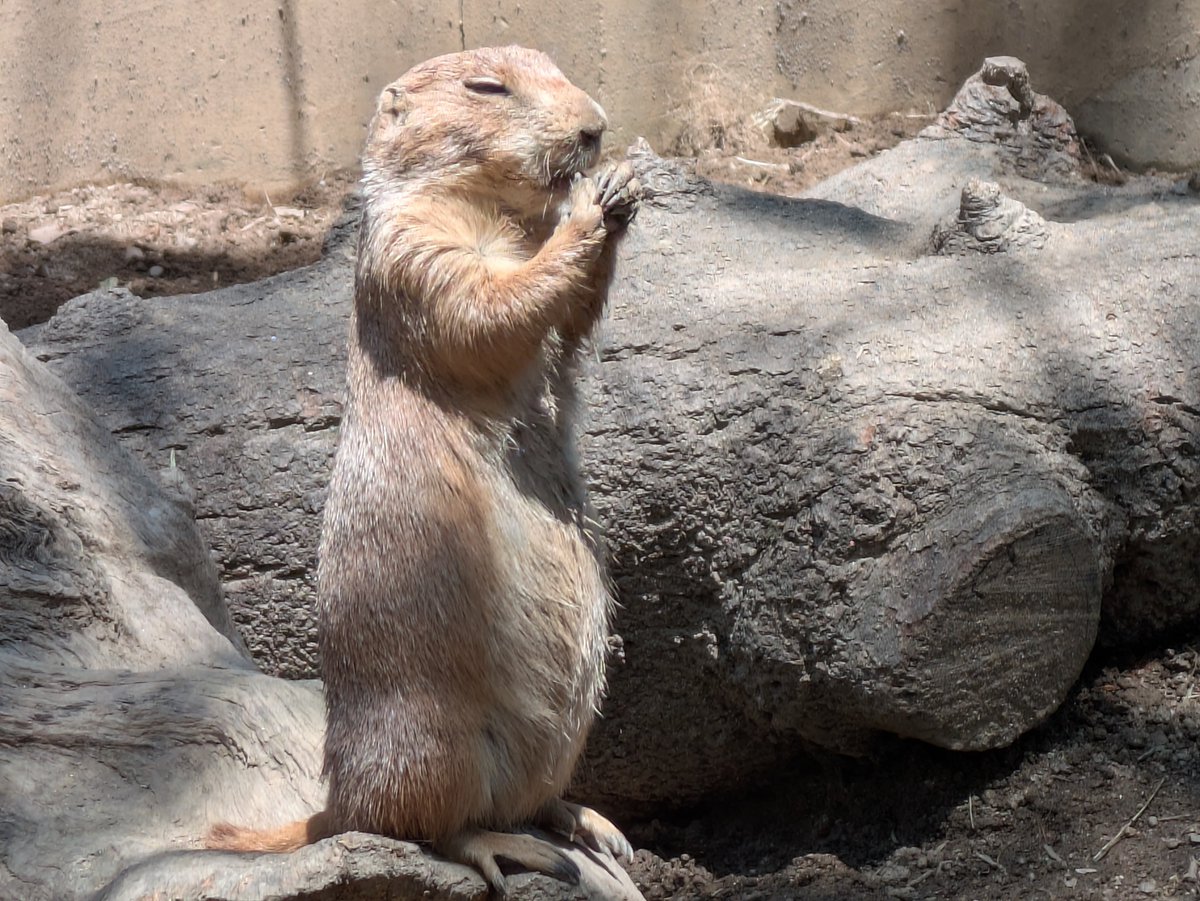 itozu_zoo's tweet photo. 【祈り🙏】
きっと、「みんなの幸せを祈ってる。。。」プレーリードッグ💕
#到津の森公園 #ItozuZoo #プレーリードッグ #Prairie_Dog https://t.co/Jb3zTbDZMo