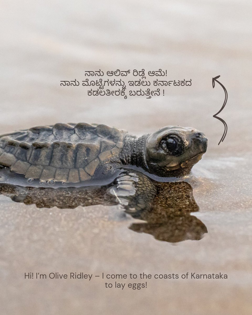 Karnataka Forest Department tweet media