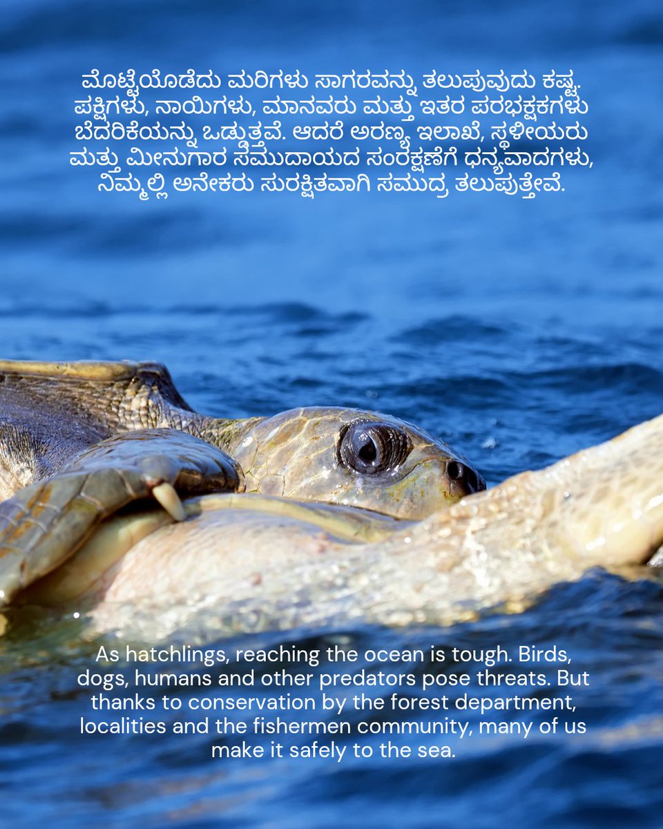 ವಿಶ್ವ ಕಡಲಾಮೆ ದಿನದ ಶುಭಾಷಯಗಳು!
Happy World Sea Turtle Day!

ಈ ದಿನದಂದು, ಕಡಲತೀರಗಳನ್ನು ಸ್ವಚ್ಛವಾಗಿರಿಸಿ, ಸಂರಕ್ಷಣೆಯನ್ನು ಬೆಂಬಲಿಸುವ ಪಣ ತೊಡೋಣ.

On this day, let’s promise to keep our beaches clean and support conservation.

#worldseaturtleday #seaturtle #conservation #kfd #aranya #karnatak