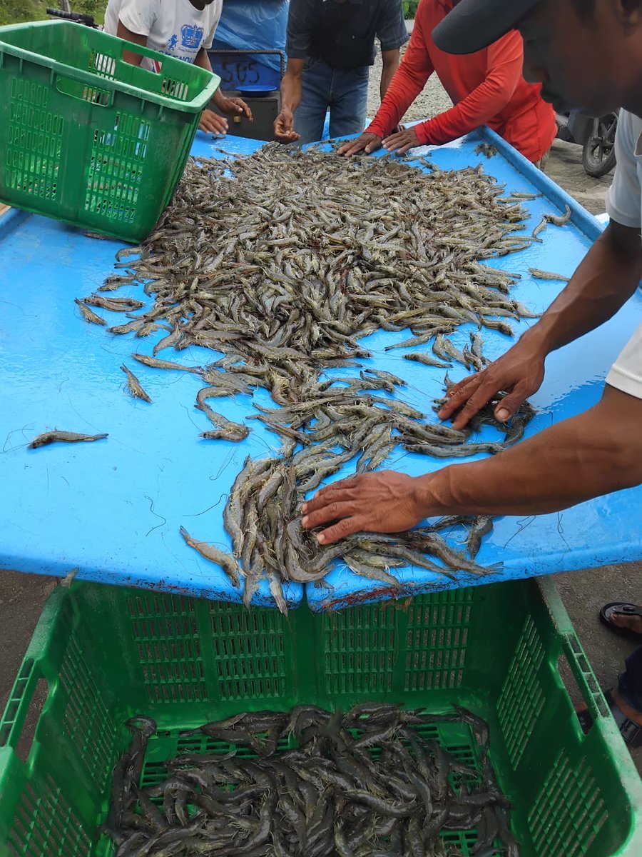 Dede020588's tweet photo. 16/04/2025),Dede Surya,S.Pi,Luhkan Kab. Serdang Bedagai ,pokdakan panami jaya, Desa Sei Nagalawan,  Produksi Hasil parsial budidaya udang vaname melaporkan produksi 200 kg size 100 dengan harga Rp. 49.000/kg)
#GiatLuhkanSatminkalMedan
#BPPPMEDAN
#luhlapo https://t.co/QyaqWMACeE