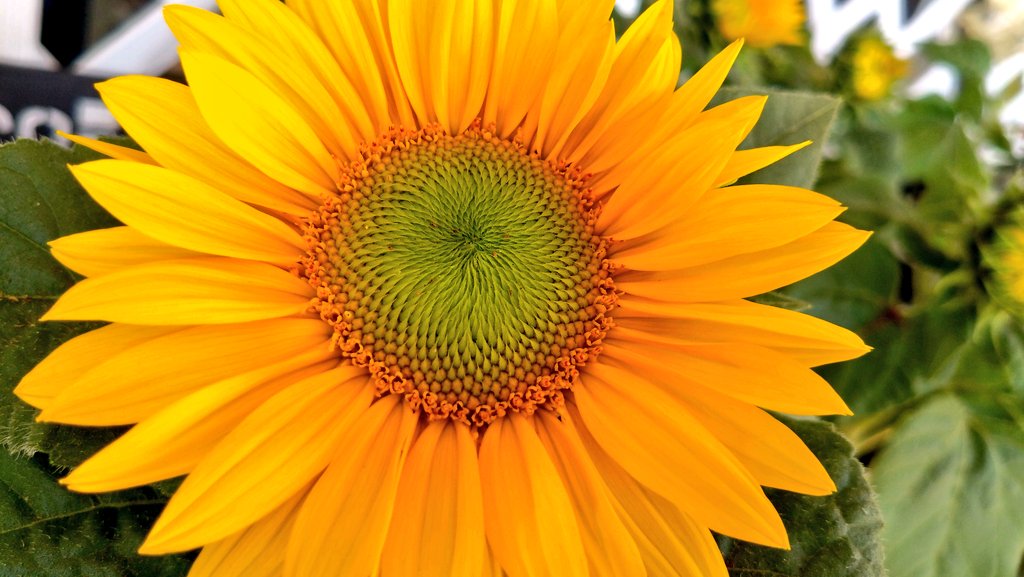 #ヒマワリ #ひまわり #TLを花でいっぱいにしよう 
ヒマワリの季節🌻🌞👩