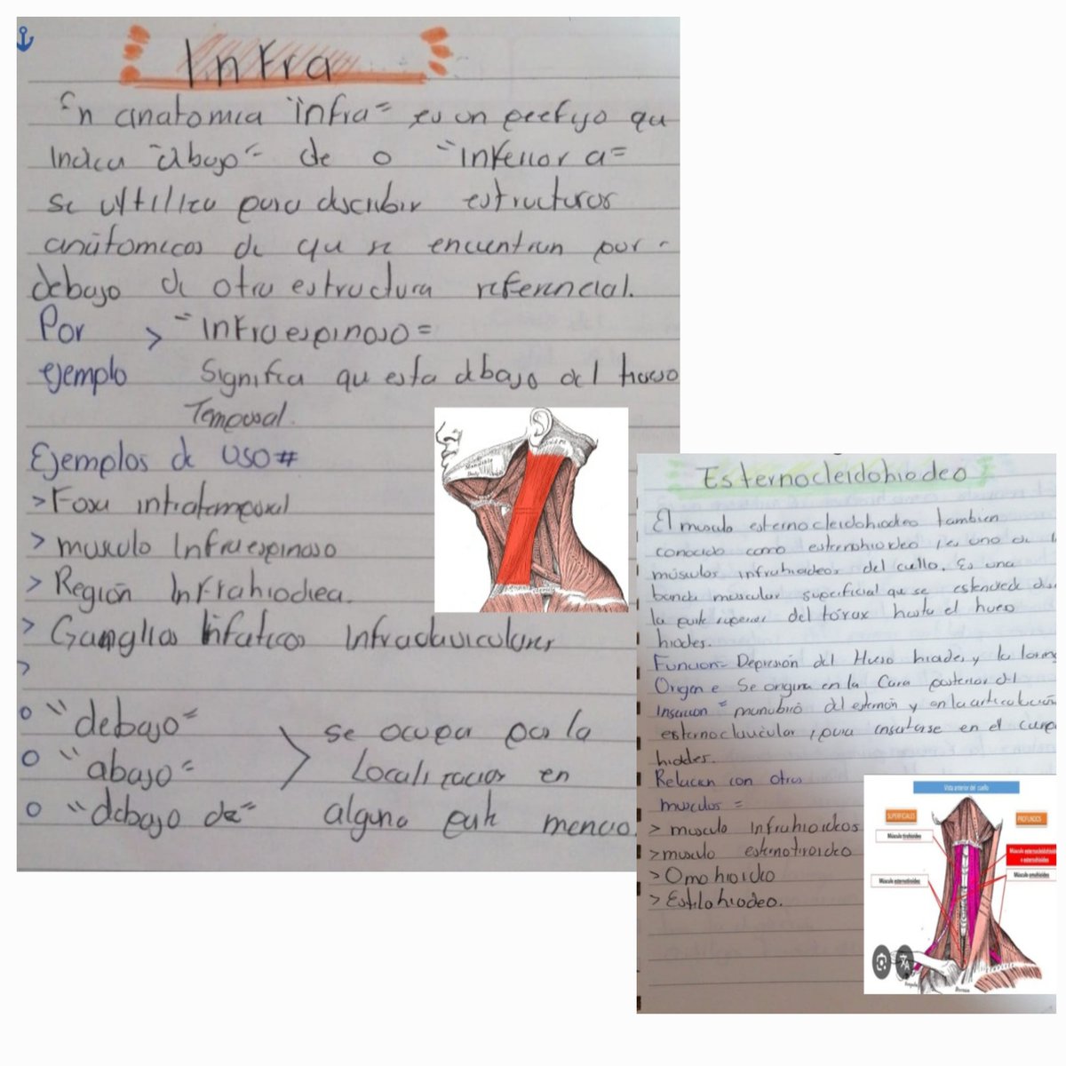EdithAngoa29020's tweet photo. ANATOMIA DE CABEZA Y CUELLO 
"Musculos faciales,Supra e infraloideos" 
En dicha publicación sabrás sobre ellos, como se identifican, que funciones cumplen desde la inervación, localización y funciones de dichas nos fueron explicadas en cada clase del doc Bernardo https://t.co/peud9vKK7W