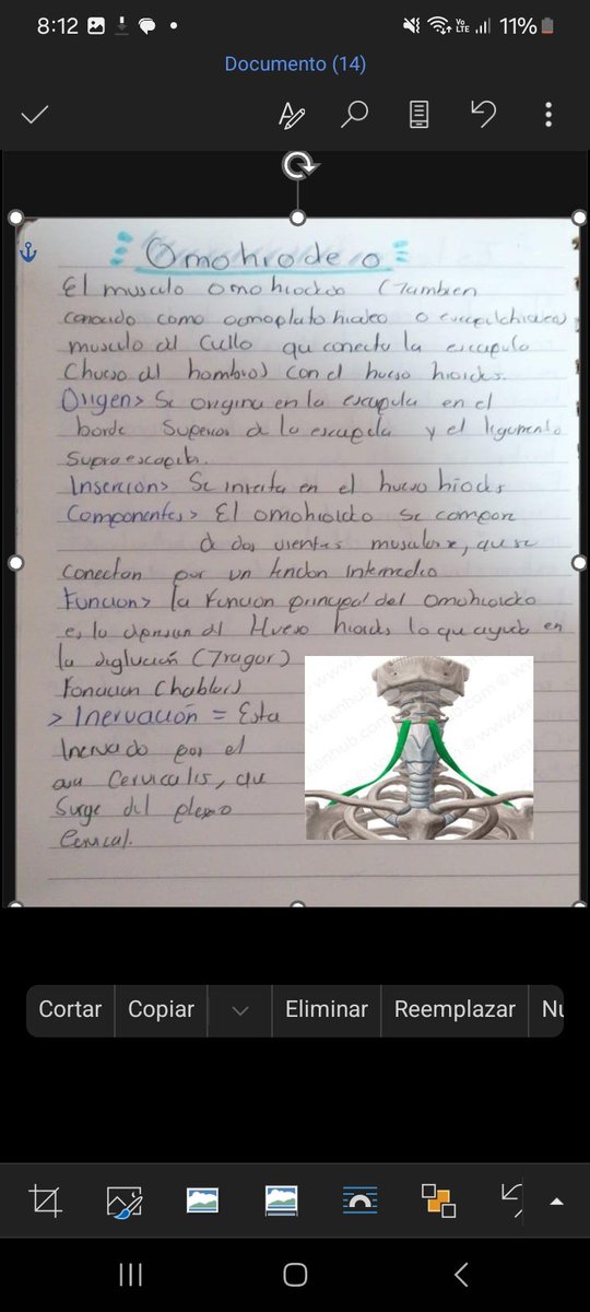 EdithAngoa29020's tweet photo. ANATOMIA DE CABEZA Y CUELLO 
"Musculos faciales,Supra e infraloideos" 
En dicha publicación sabrás sobre ellos, como se identifican, que funciones cumplen desde la inervación, localización y funciones de dichas nos fueron explicadas en cada clase del doc Bernardo https://t.co/peud9vKK7W