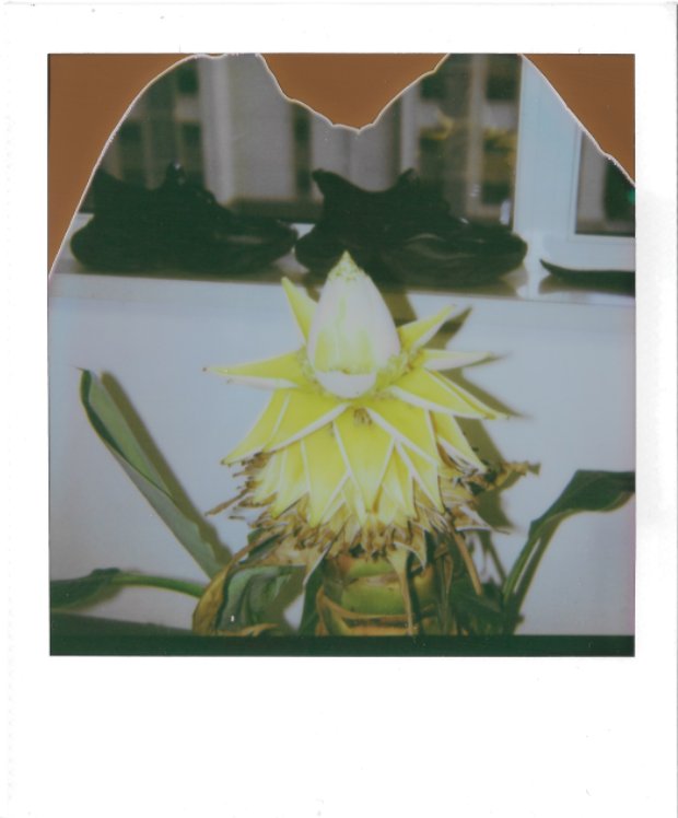 #Polaroid #photograph #PolaroidSpectra
