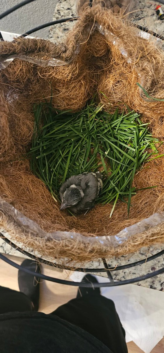 _DylanSmall_'s tweet image. Mother nature has tasked me with taking care of a baby Blue Jay. I built a warm nest, not what's in this picture. Looks like a pretty strict feeding schedule.
GPT is saying this
7:00 AMWarm mush (kitten food + egg)
8:30 AMSame + a drop of baby food
10:00 AMPlain soaked kitten…