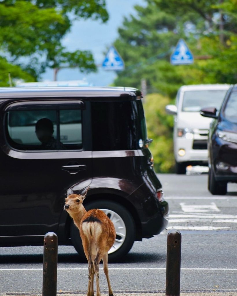 子鹿に近付かないで⚠️ 人のにおいがつくと子育てしません😢 母鹿は