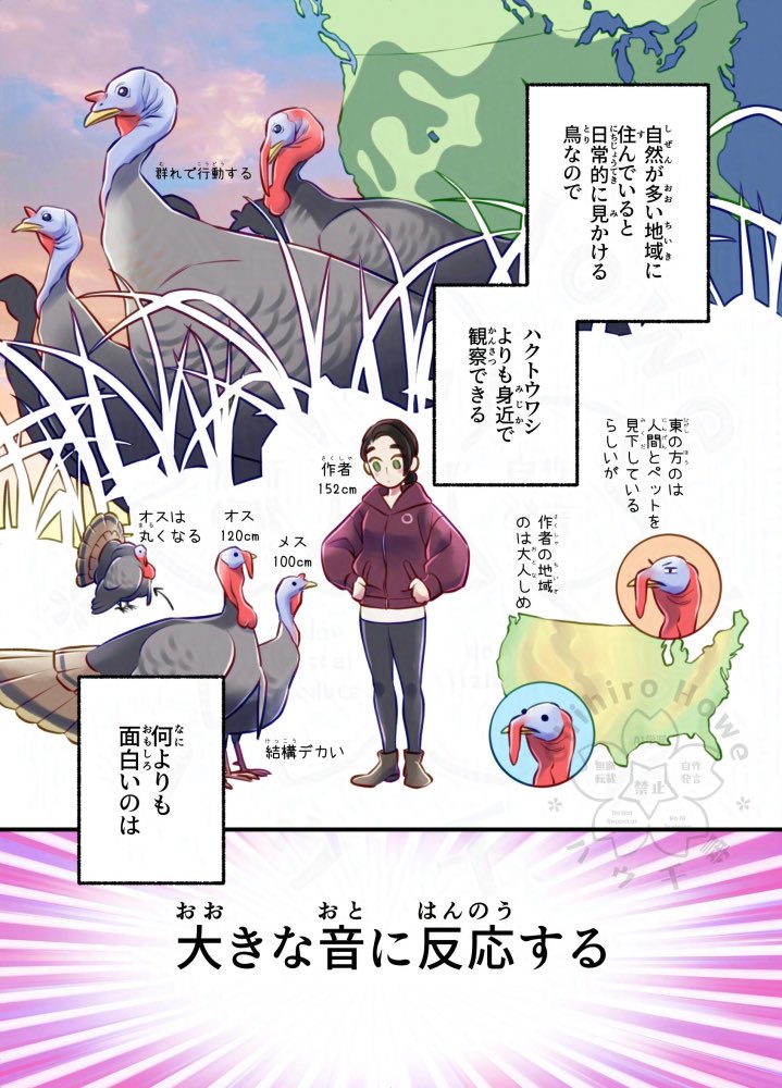 七面鳥は可愛い鳥なのです🦃 