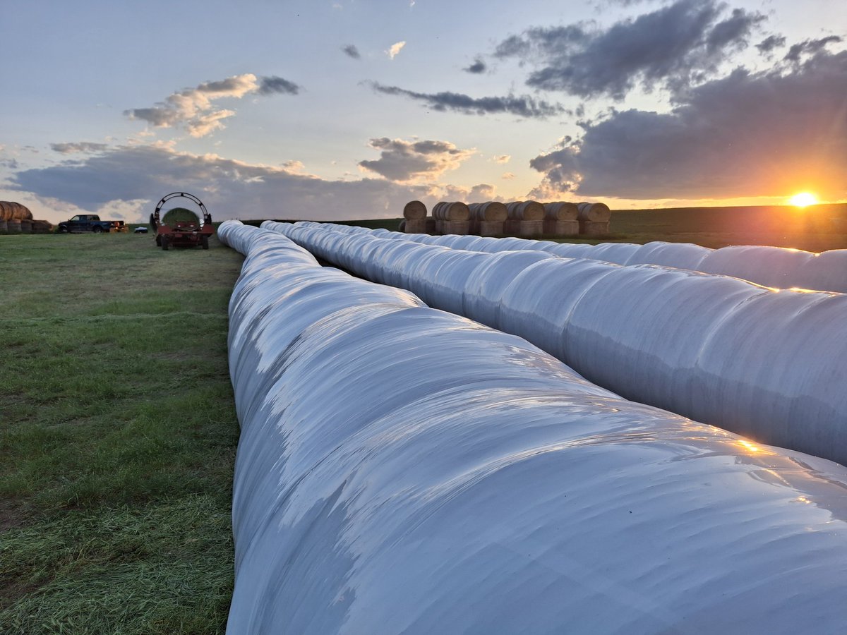 First time we've ever put up wet feed on this operation.  Well...at least this is the first time we intended to put it up wet.