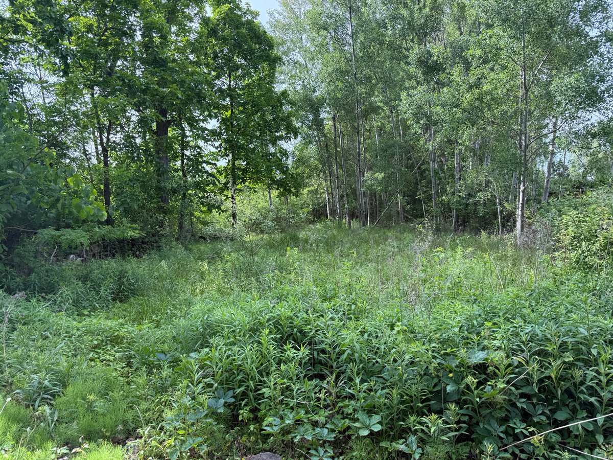 Hey everyone, I have this small lot out on the lake in Dunnville that is perfect for another retreat for our troops and frontline responders! It’s just 50 by 100 and as you can see needs to be cleared!  Does anyone have a brush hog!?  A wood chipper and chainsaw is also needed,