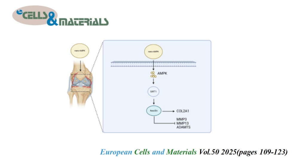 👏Check eCM latest articles: Nano-encapsulated active protein AMPK inhibits cartilage matrix degradation in experimental osteoarthritis rats via SIRT1-regulated nexilin expression nano-AMPK inhibits cartilage matrix degradation

ecmjournal.org/papers/vol050/…

#Osteoarthritis #AMPK