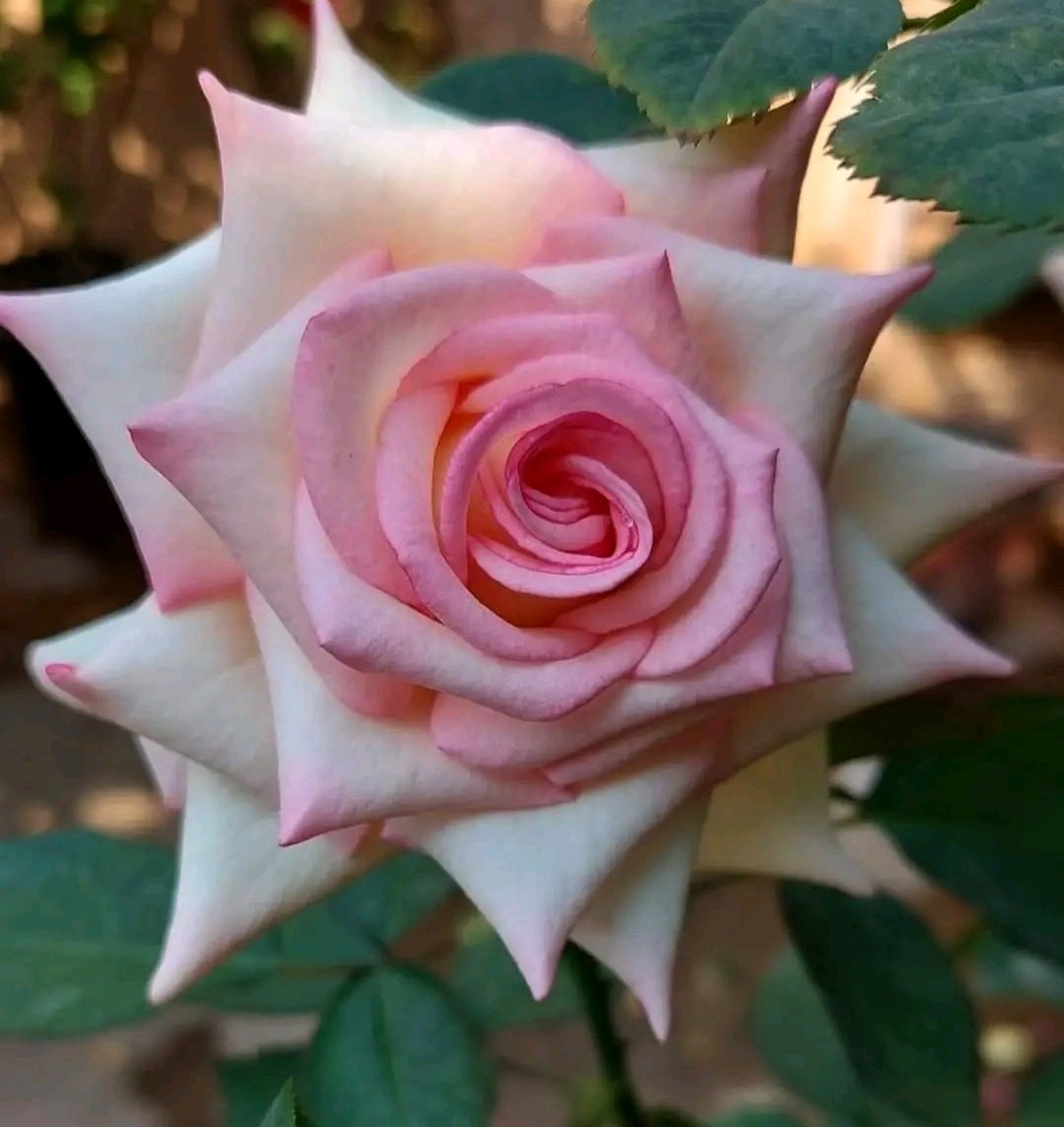 It's about choosing to
keep going, no matter 
how hard it gets ❤️

Happy new week everyone 🙋🏻‍♀️ 🌹