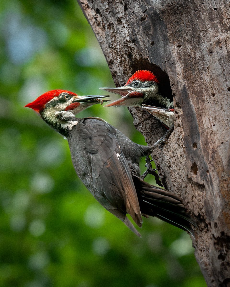 davidlei's tweet image. Happy Father’s Day!
Hardworking male pileated woodpecker (males have the red facial stripe or mustache) feeding bug larvae to his hungry nestlings.
(A few weeks ago in New Jersey)
#birds #birding #nature #wildlife