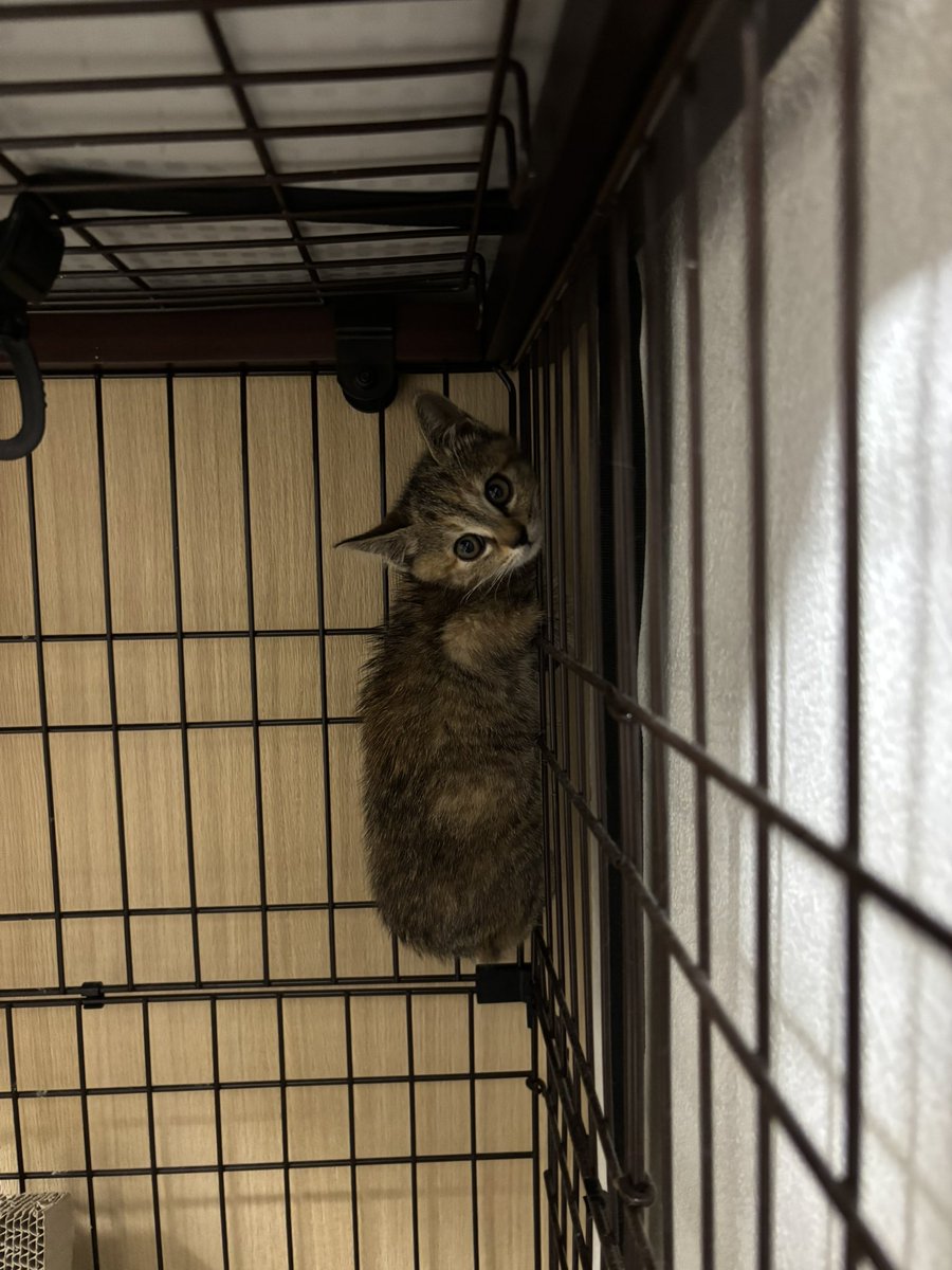 fone_cod's tweet image. 3匹目の猫🐱
小さくて可愛い🙃🙃