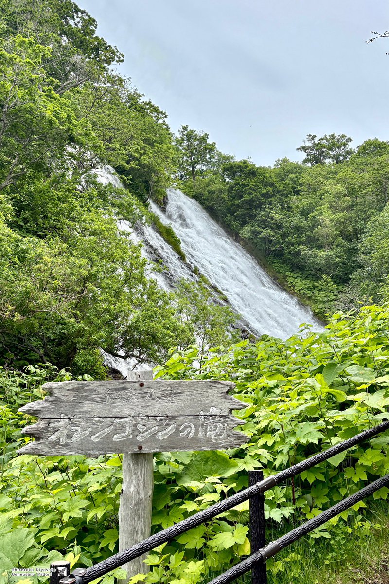 今日のオシンコシンの滝！🧸✨