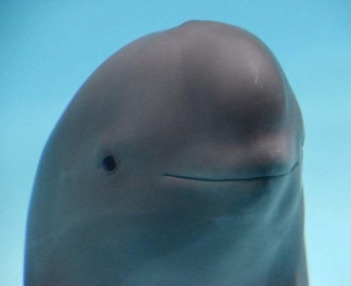 How I look at the flight attendant during snack time so they know
I'm awake and would like a cookie. 🍪🐬

Get your treat now: t.me/beluga_offcl