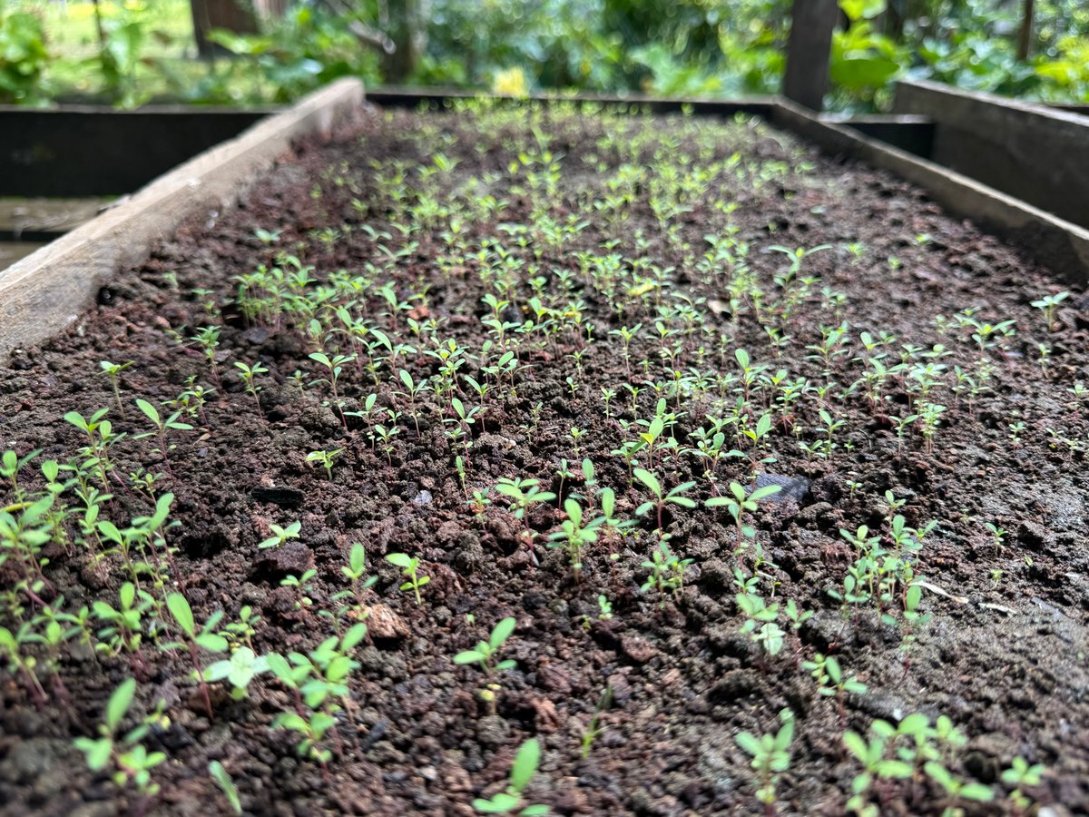 UNDP Solomon Islands tweet media