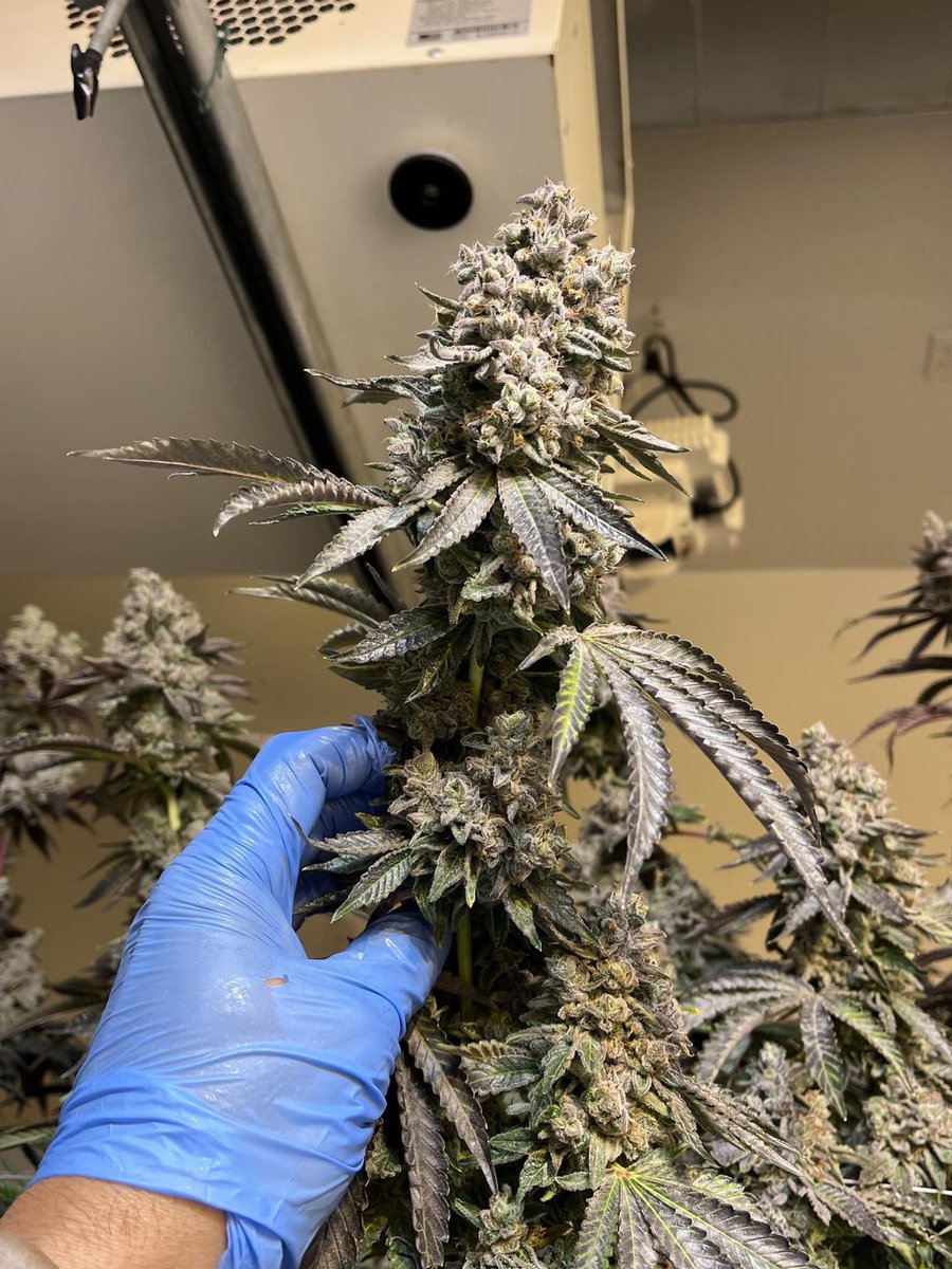 OGRascalGas's tweet image. Apple Fritter