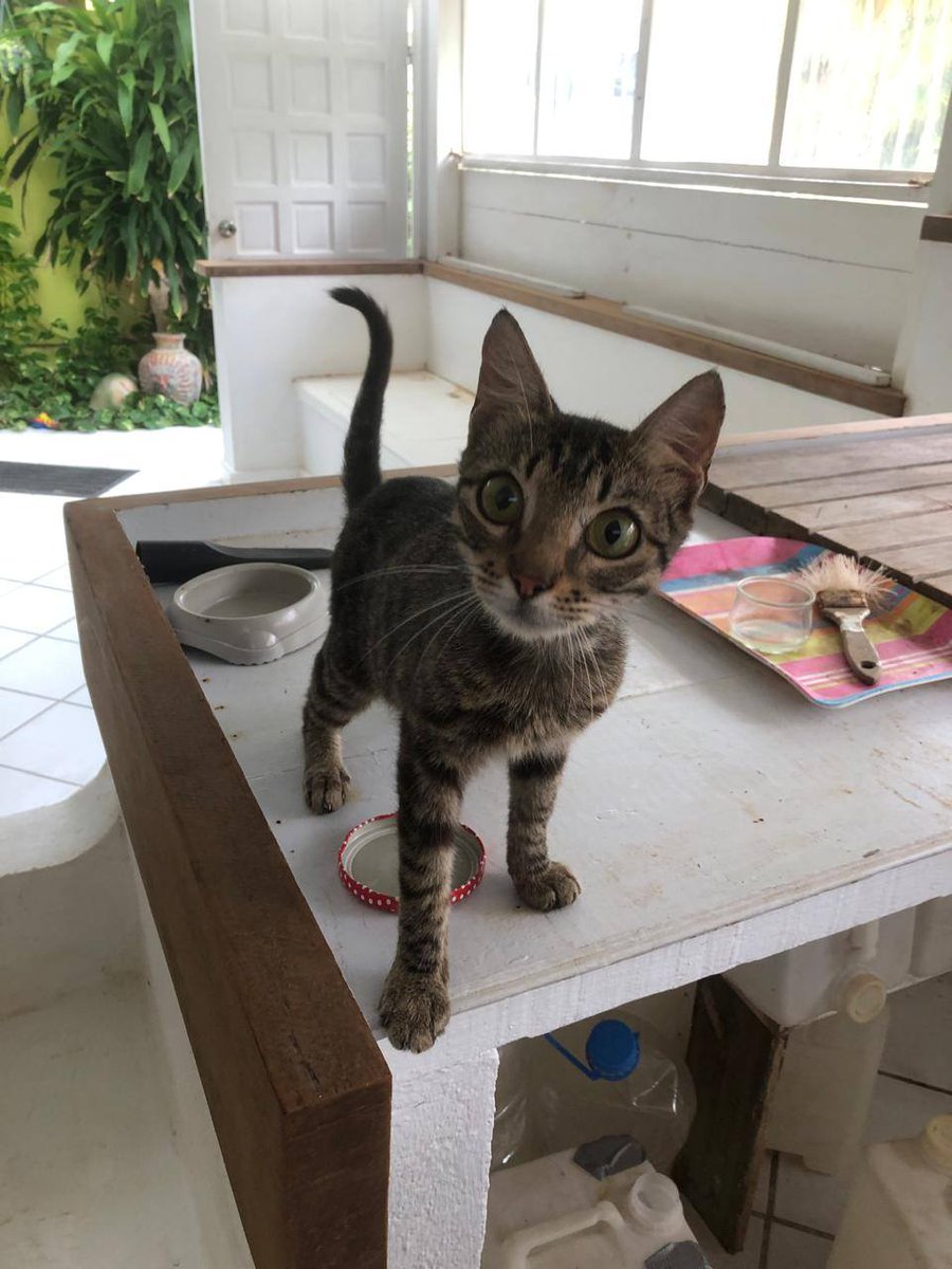 à l'#adoption : Aicho, 4mois